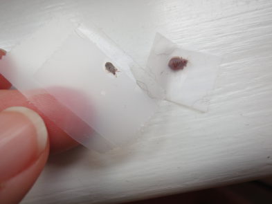 bedbugs46