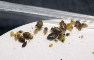 bedbugs48