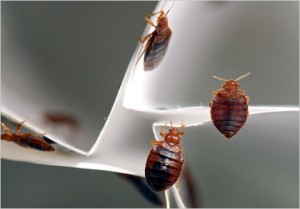 bedbugs49