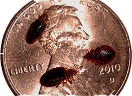 bedbugs50