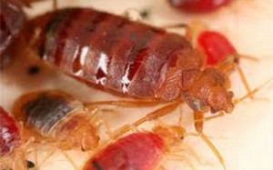 bedbugs52