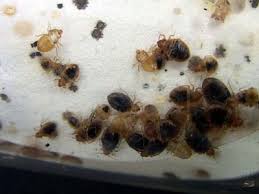 bedbugs53
