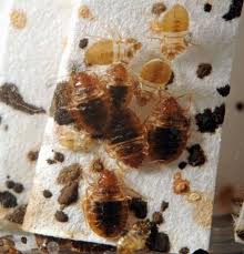 bedbugs55