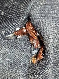 bedbugs56