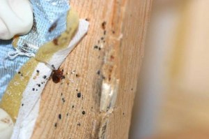 bedbugs57