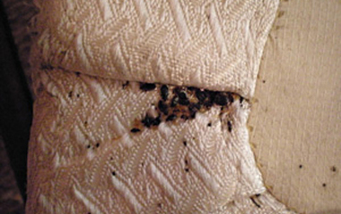 bedbugs58