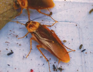 cockroaches4
