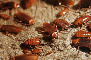 cockroaches5