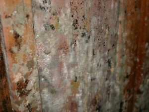 mold-after-flooding4