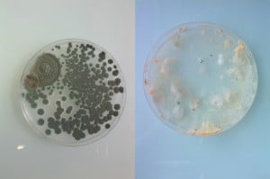 mold16