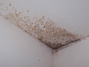 mold17