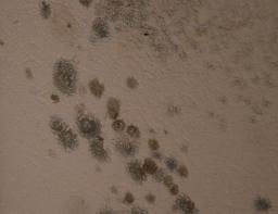 mold18