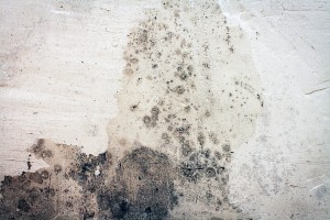 mold19
