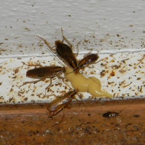 roach-bait