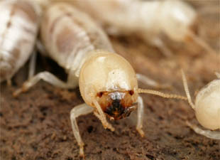 termite