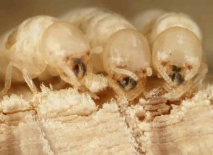 termites1