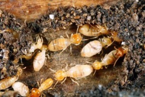 termites2