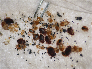 bed-bugs71