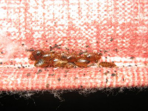 bedbugs60