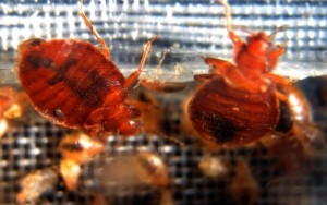 bedbugs61