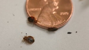Bedbug Killers