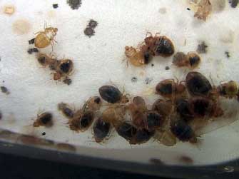bedbugs63