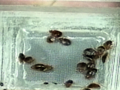 bedbugs64