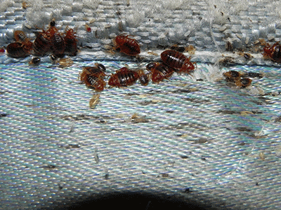 bedbugs65
