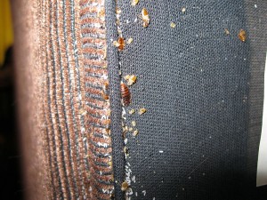 bedbugs66