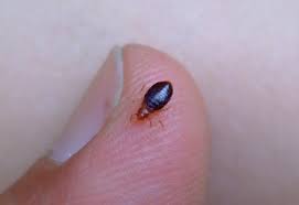 bedbugs67