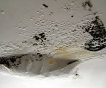 black-mold-ceiling