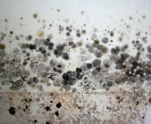 black-mold17