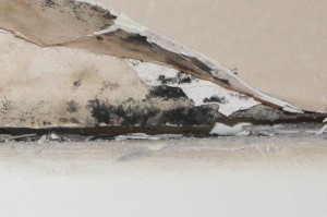 black-mold18