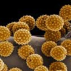 mold-spores2
