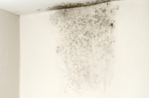 mold22
