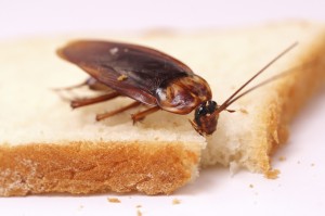 roach1