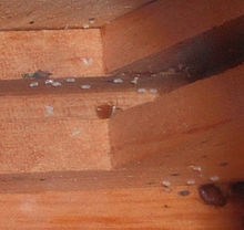 bedbugs71