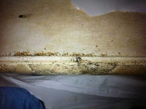bedbugs72