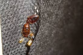 bedbugs76