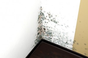Mold in a Edge