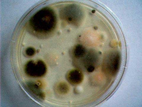 mold24
