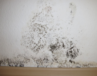 mold25
