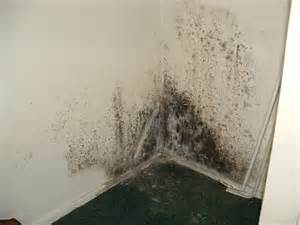mold26