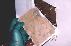 mold-inside-the-wall