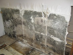 mold27