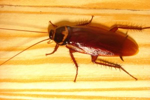 roach3