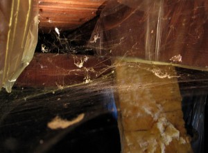 spider-in-basement