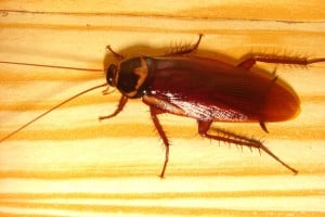 roach3